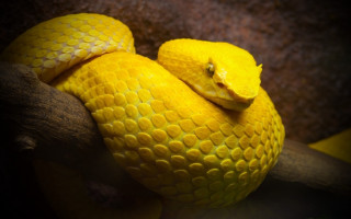 Yellow snake wrapped branch cobra - constant permeke free wallpaper