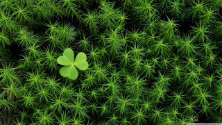Four leaf clover green plant 2 - the middle free wallpaper for desktop