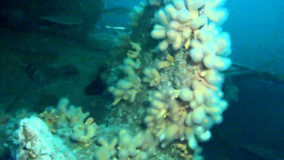 Coral reef scuba boat abstract - abstract expressionism free wallpaper for desktop