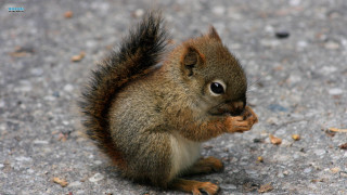 Squirrel eating nut mouth open - eye wide open free wallpaper