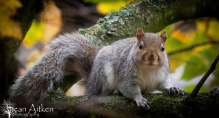 Squirrel sitting tree branch woods - a squirrel free wallpaper for desktop