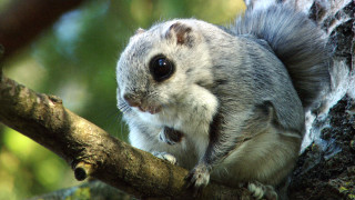 Squirrel surprised tree branch looking - a squirrel free wallpaper