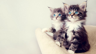 Kittens cat bed blue eyes 3 - rococo free wallpaper