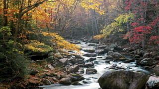 Autumn stream forest trees rocks - a forest free wallpaper