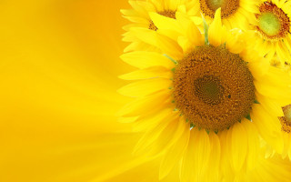 Yellow background sunflowers center other - the center of the image free wallpaper