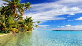 Tropical beach palm trees clear 14 - clear water free wallpaper