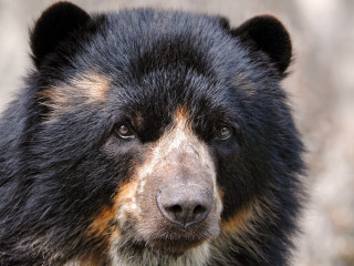 Black bear closeup face blurry - clovis trouille free wallpaper for desktop
