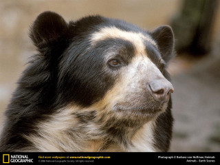 Black and white bear ecological - clovis trouille free wallpaper for desktop