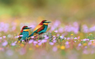 Colorful birds sitting log field 3 - two colorful bird free wallpaper