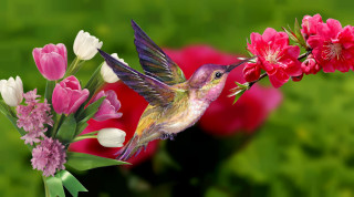 Hummingbird hovering flowers field vase - a hummingbird free wallpaper