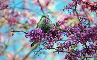 Bird branch purple flowers blue - nature free wallpaper