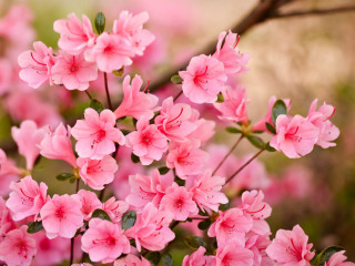 Pink flowers blooming tree branch 6 - anne nasmyth free wallpaper for desktop