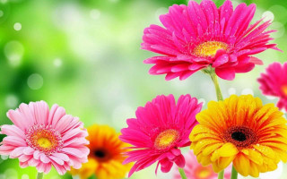 Colorful flowers vase table blurry - colorful flower free wallpaper