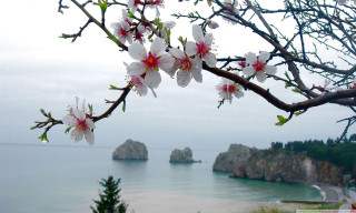 Tree white flowers ocean rocks - ecological art free wallpaper