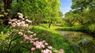 River lush forest flowers trees - flower and trees free wallpaper