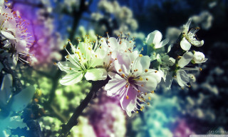 Close up flower blurry background 7 - a close up of a flower free wallpaper