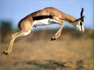 Gazelle jumping air head down - its leg free wallpaper