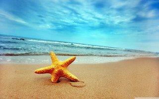Starfish beach blue sky waves - a starfish free wallpaper