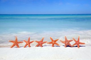 Starfish sandy beach ocean sunny - a sandy beach next free wallpaper