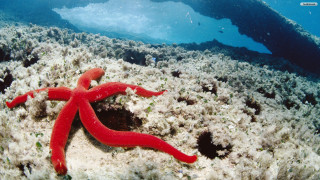 Red starfish coral reef blue - a coral reef in the ocean free wallpaper