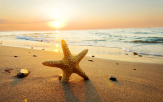 Starfish beach sunset ocean background - the background and the ocean in the foreground free wallpaper