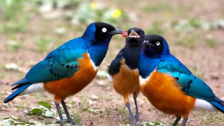 Colorful birds standing ground beaks - their beak free wallpaper
