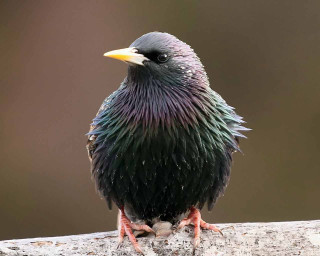 Black purple bird rock blurry - feather free wallpaper
