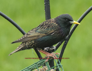 Bird sitting wire fence green - a yellow beak free wallpaper