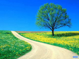Tree road field flowers grass 2 - bouchta el hayani free wallpaper