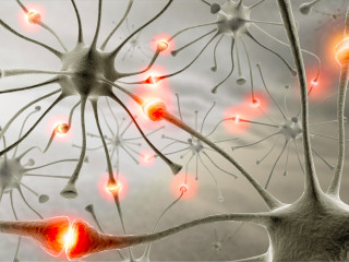 Brain anatomy different parts image - many free wallpaper