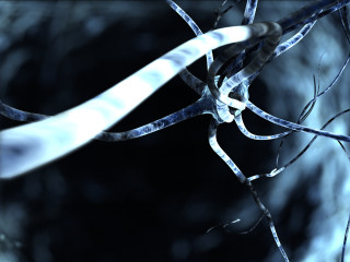 Tree branch blurry background white - a white ribbon free wallpaper