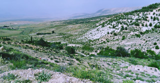 Mountain valley trees flower field - the hillside free wallpaper