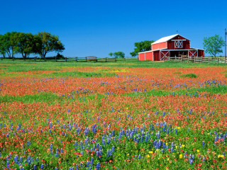 Red barn wildflowers blue sky - a field of wildflowers free wallpaper