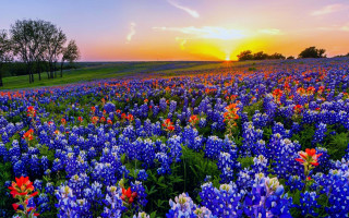 Sunset field flowers purple blue - a field of flowers free wallpaper for desktop