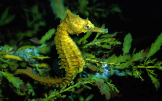 Yellow sea horse water seaweed - aquirax uno free wallpaper