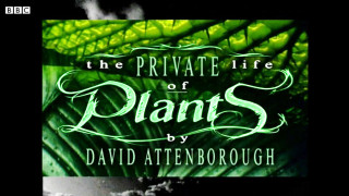 Book cover green plant black - a green plant in the background free wallpaper