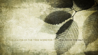 Leaf quote healing nations tree - a leaf free wallpaper