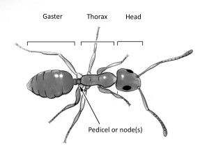 Bug diagram names labels insects - an illustration free wallpaper for desktop