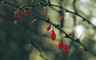 Red berries branch leaves macro - claire dalby free wallpaper for desktop