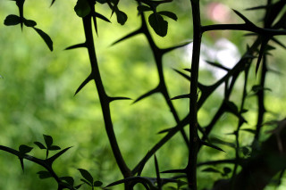 Close up plant leaves bamboo - a close up of a plant free wallpaper for desktop