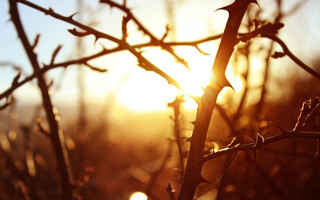 Tree branch sunset blurry background - sun free wallpaper for desktop