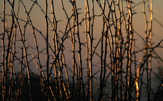 Branches sunset sky clouds background - the background and a sky in the background free wallpaper
