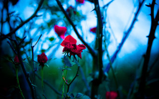 Red flowers field grass trees - blue sky in the background free wallpaper