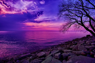 Tree rocky shore purple sky - a body of water below free wallpaper