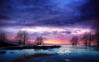 Swan swimming pond sunset purple - a swan free wallpaper for desktop