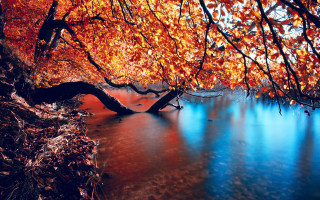 Tree orange leaves water shoreline - the water near a shore line free wallpaper
