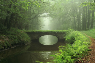 Bridge stream forest foggy sky - the bridge free wallpaper for desktop