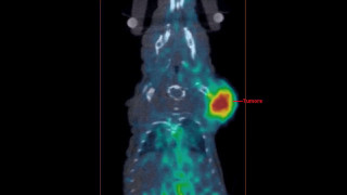 Radiograph hand red circle green - plasma free wallpaper