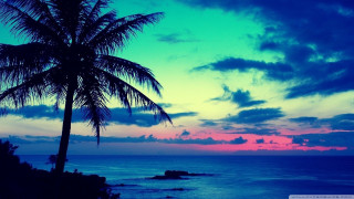 Palm tree silhouette colorful sunset - colorful cloud free wallpaper