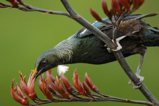 Bird perched branch red flowers - red flower free wallpaper